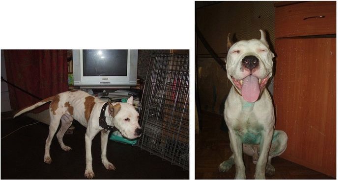 Abandoned Dogs Before and After (28 pics)
