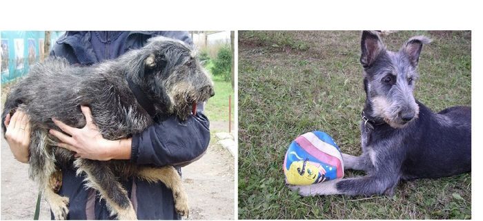Abandoned Dogs Before and After (28 pics)
