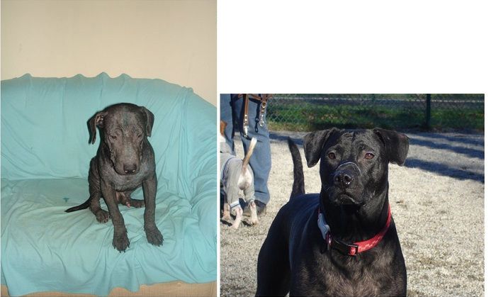 Abandoned Dogs Before and After (28 pics)