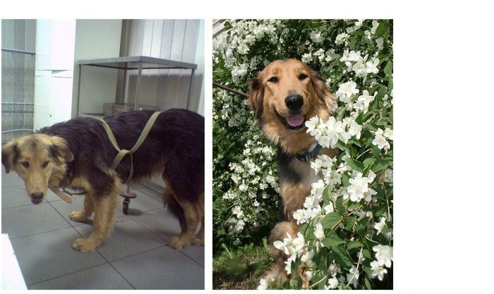 Abandoned Dogs Before and After (28 pics)