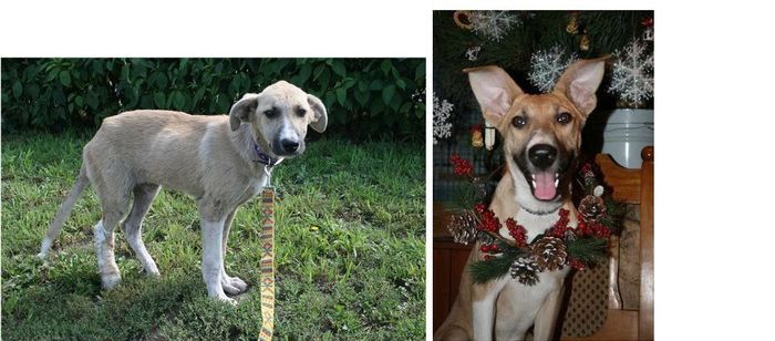 Abandoned Dogs Before and After (28 pics)