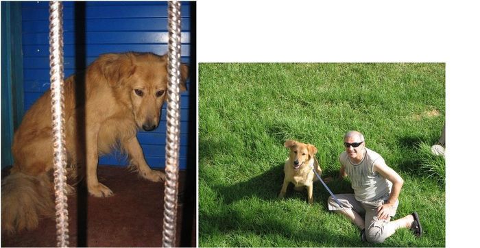 Abandoned Dogs Before and After (28 pics)
