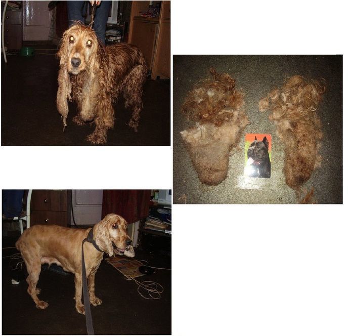 Abandoned Dogs Before and After (28 pics)