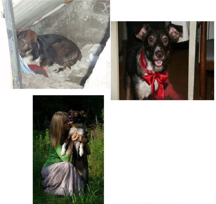 Abandoned Dogs Before and After (28 pics)