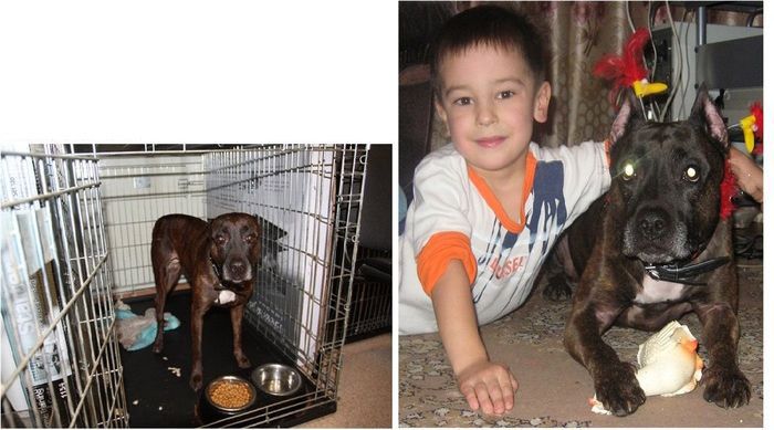 Abandoned Dogs Before and After (28 pics)