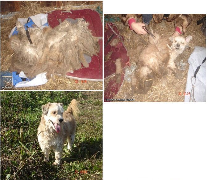 Abandoned Dogs Before and After (28 pics)