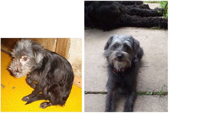 Abandoned Dogs Before and After (28 pics)