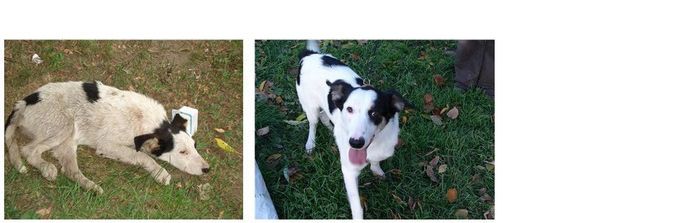 Abandoned Dogs Before and After (28 pics)