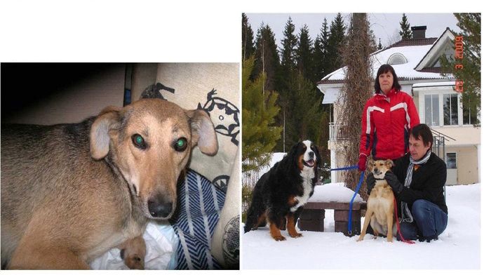 Abandoned Dogs Before and After (28 pics)
