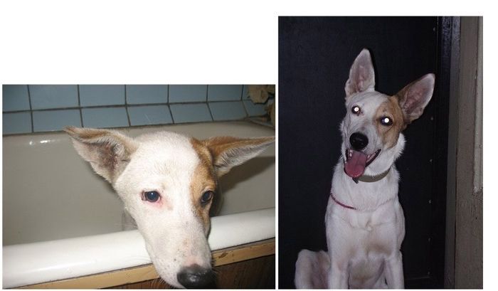 Abandoned Dogs Before and After (28 pics)