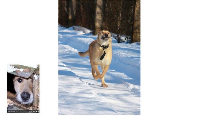 Abandoned Dogs Before and After (28 pics)