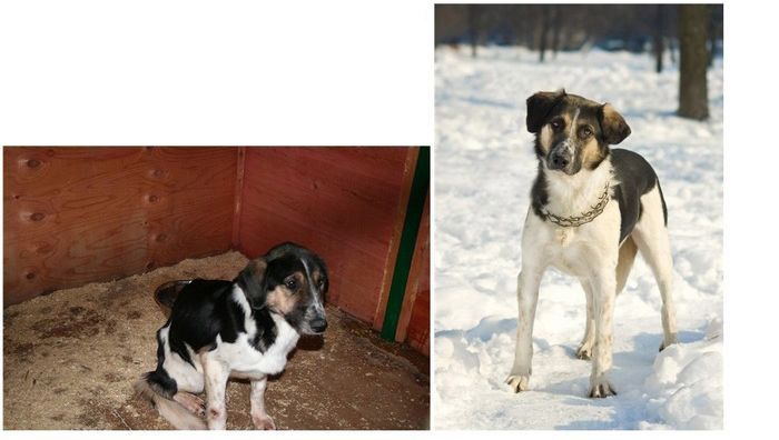 Abandoned Dogs Before and After (28 pics)
