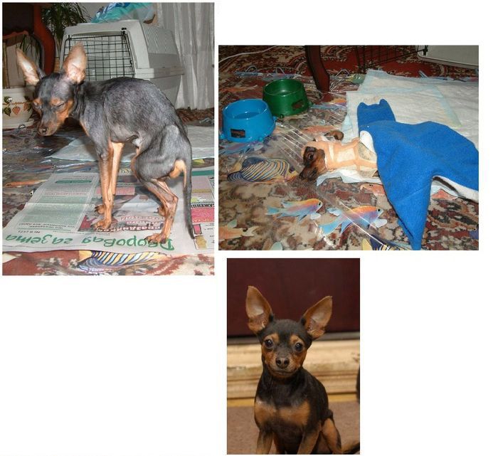 Abandoned Dogs Before and After (28 pics)