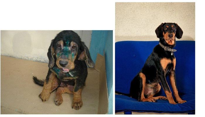 Abandoned Dogs Before and After (28 pics)