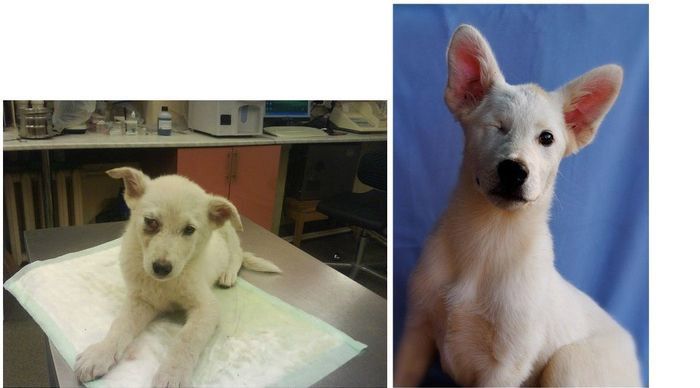 Abandoned Dogs Before and After (28 pics)