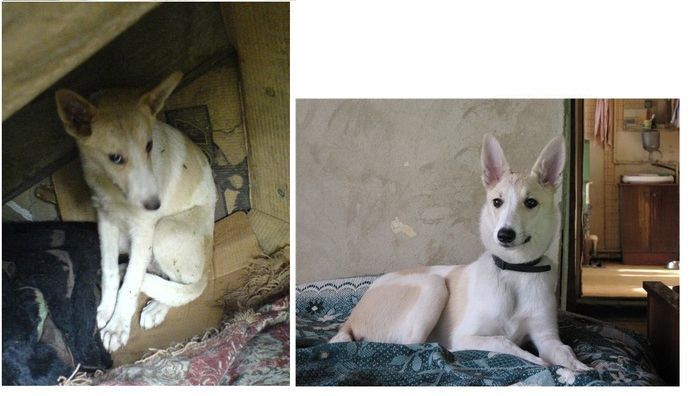 Abandoned Dogs Before and After (28 pics)