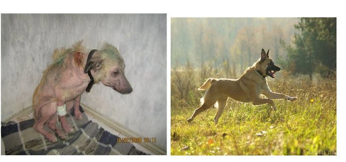 Abandoned Dogs Before and After (28 pics)