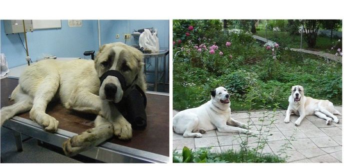 Abandoned Dogs Before and After (28 pics)