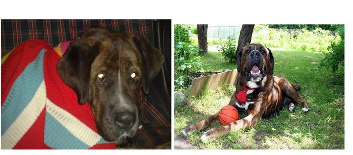 Abandoned Dogs Before and After (28 pics)