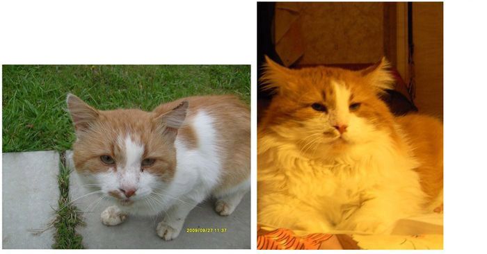 Abandoned Cats Before and After (14 pics)