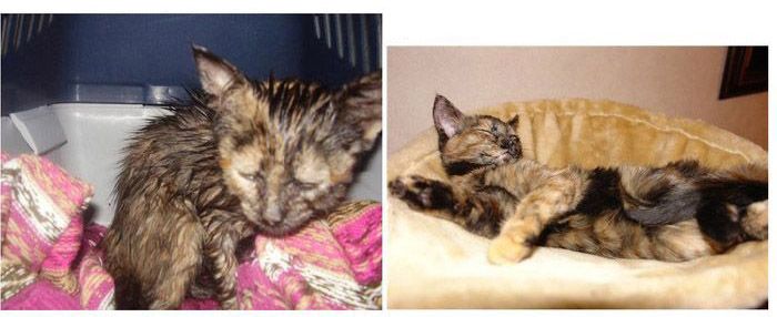 Abandoned Cats Before and After (14 pics)