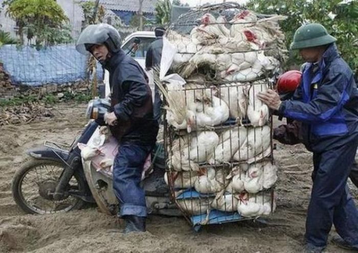 Odd Things on the Road (35 pics)