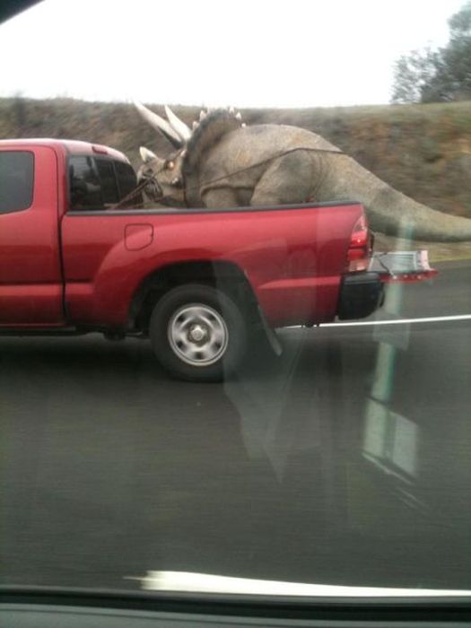 Odd Things on the Road (35 pics)