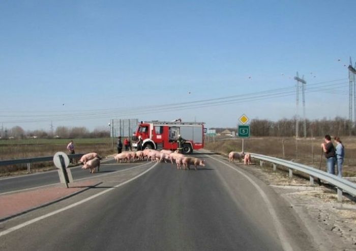 Odd Things on the Road (35 pics)