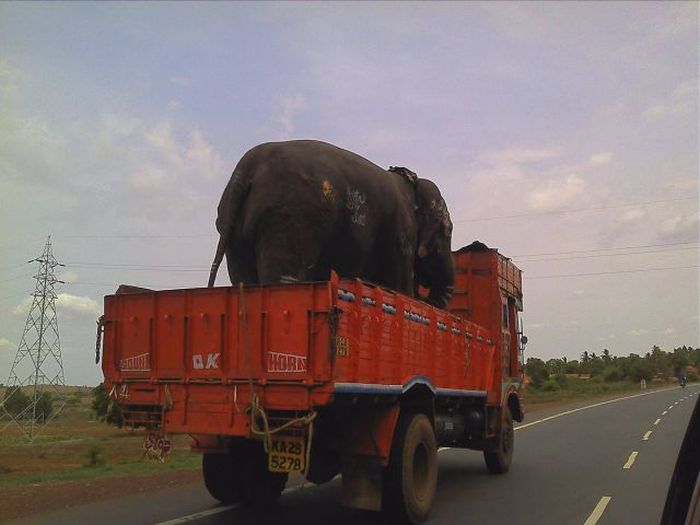 Odd Things on the Road (35 pics)
