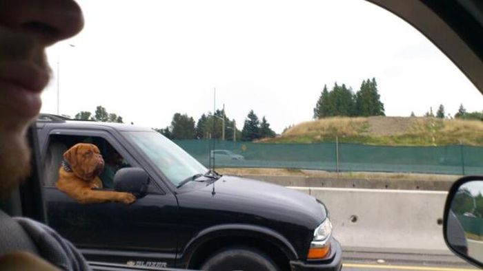 Odd Things on the Road (35 pics)