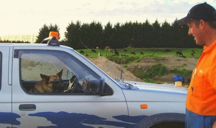 Odd Things on the Road (35 pics)