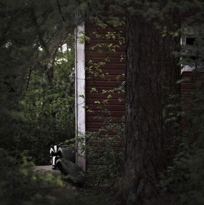 Abandoned House in the Woods Taken Over by Wild Animals (20 pics)