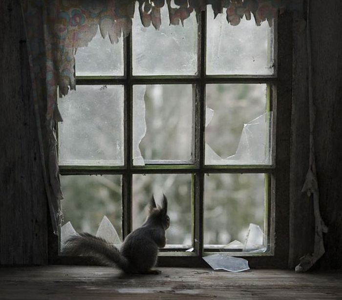 Abandoned House in the Woods Taken Over by Wild Animals (20 pics)