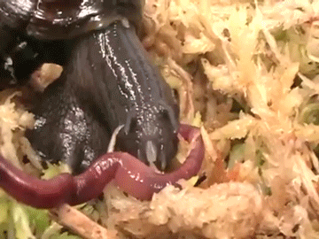 When Nature is Disgusting (20 gifs)