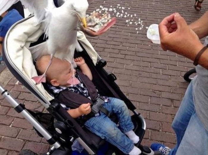 Very Good Photobombs (37 pics)