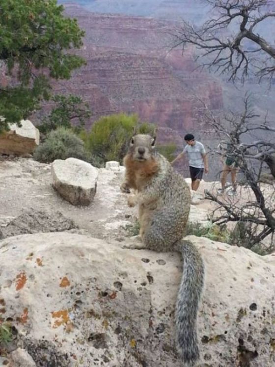 Very Good Photobombs (37 pics)