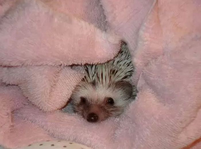 Hedgehog Takes Bath (10 pics)