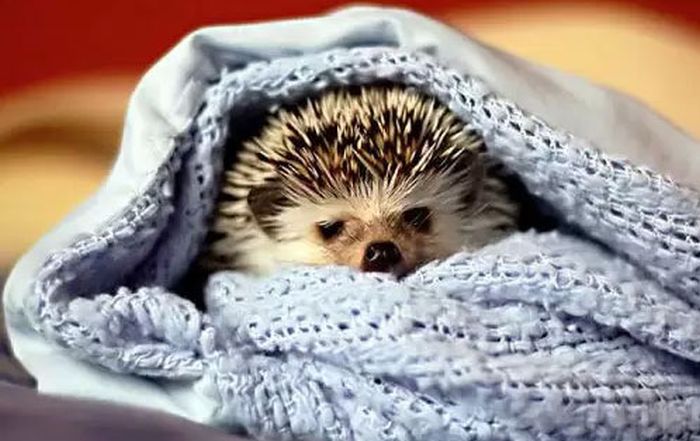 Hedgehog Takes Bath (10 pics)