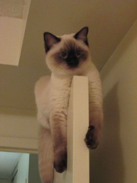 Acid Picdump (119 pics)