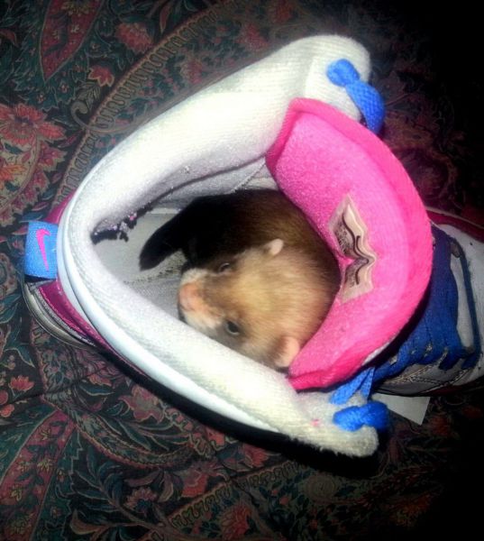 Acid Picdump (119 pics)