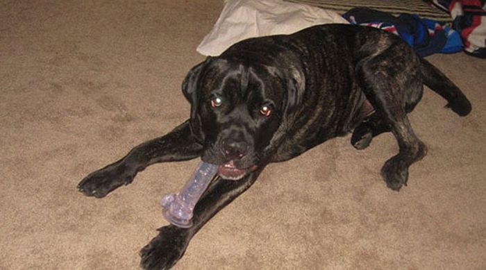 Acid Picdump (119 pics)