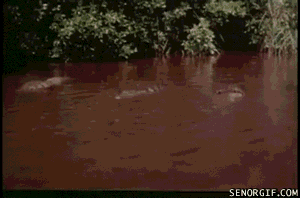 Close Calls (23 gifs)