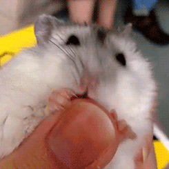 Acid Gifdump, September 02, 2013 (25 gifs)