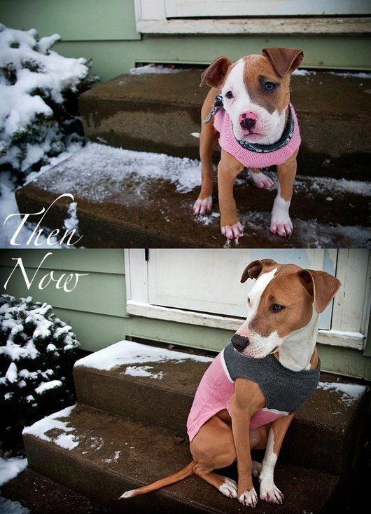 Pets Then and Now (31 pics)