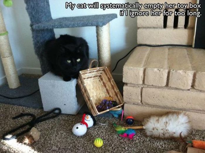 Funny Cat Pictures (23 pics)
