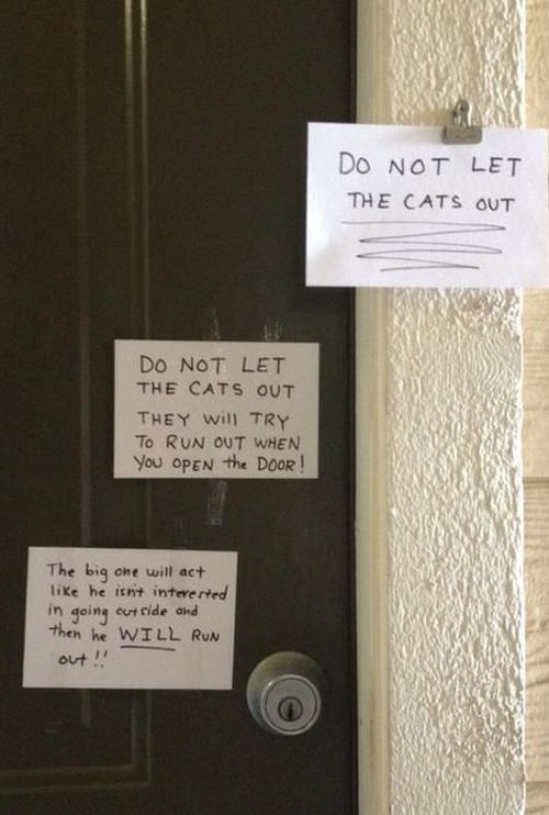 Funny Cat Pictures (23 pics)