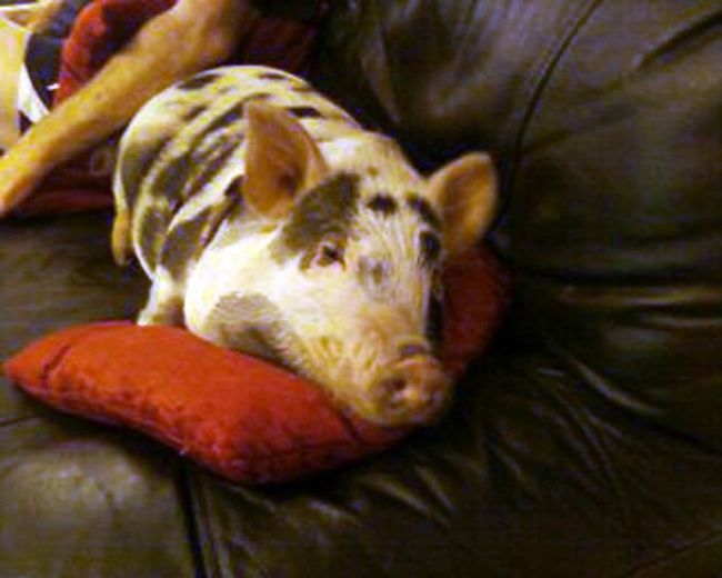 Fake Mini Pig (8 pics)