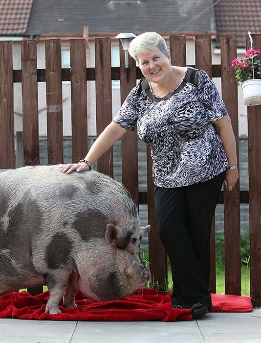 Fake Mini Pig (8 pics)