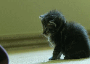 Acid Gifdump, September 06, 2013 (25 gifs)