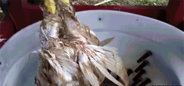 Acid Gifdump, September 06, 2013 (25 gifs)